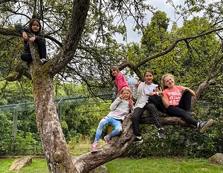 Schülerinnen sitzen in einem großen Baum